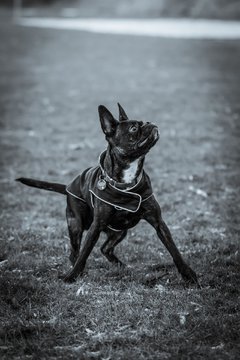 Bild 91 - Hundeshooting